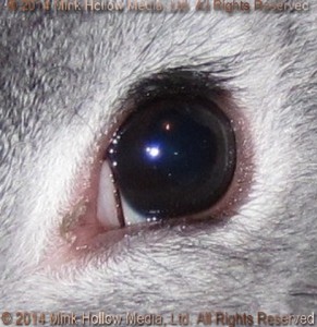 vab-chin-eye-2014-03-08_15-33-51_wm